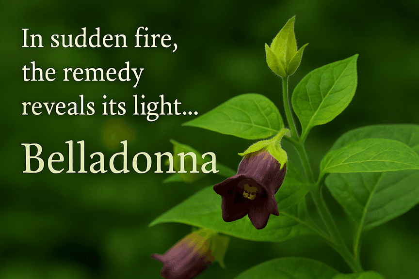 Belladonna (Deadly Nightshade)